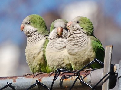 A family of three wild monk parrots perches on a chainlink fence protecting Edgewater's public swimming pool